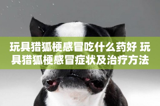 玩具獵狐梗感冒吃什么藥好 玩具獵狐梗感冒癥狀及治療方法