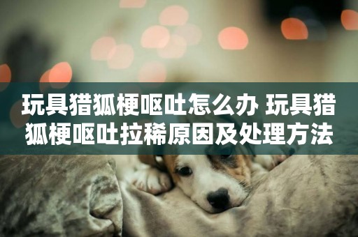 玩具獵狐梗嘔吐怎么辦 玩具獵狐梗嘔吐拉稀原因及處理方法