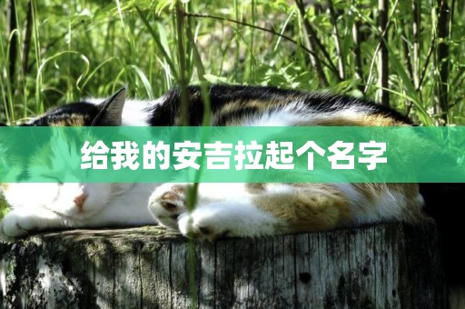 給我的安吉拉起個名字