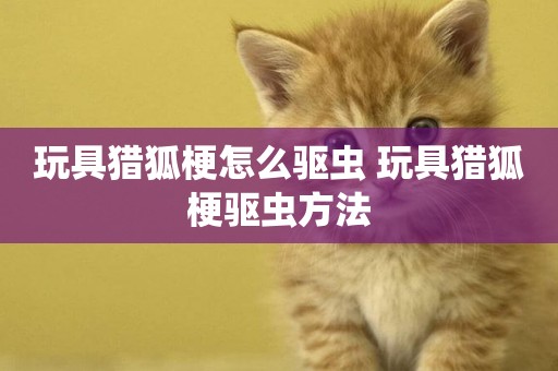 玩具獵狐梗怎么驅蟲 玩具獵狐梗驅蟲方法