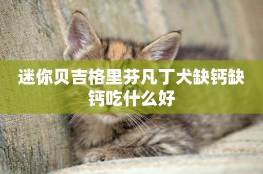 迷你貝吉格里芬凡丁犬缺鈣缺鈣吃什么好