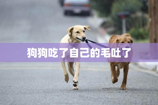 狗狗吃了自己的毛吐了