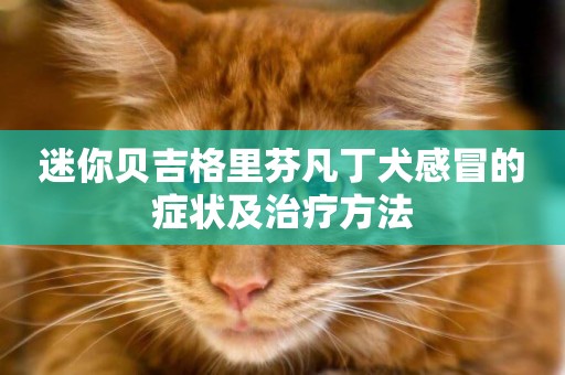 迷你貝吉格里芬凡丁犬感冒的癥狀及治療方法