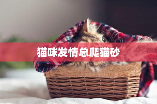 貓咪發情總爬貓砂