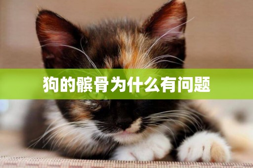 狗的髕骨為什么有問題