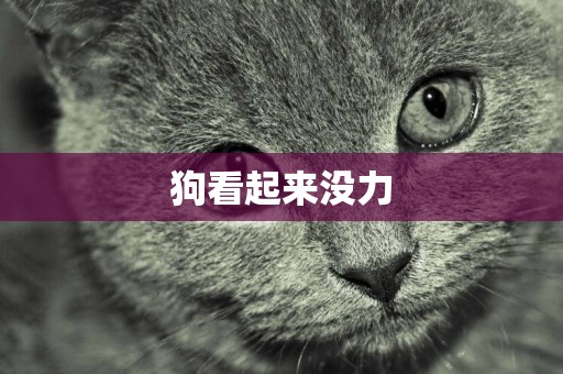 狗看起來沒力