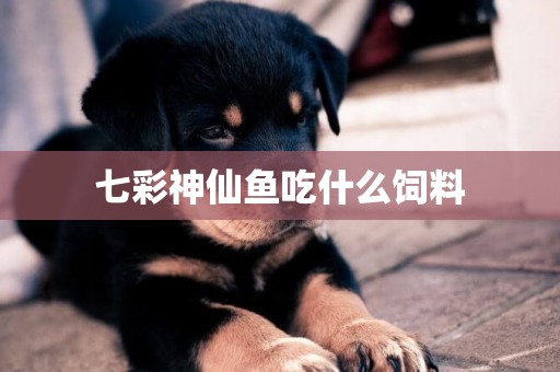 七彩神仙魚吃什么飼料