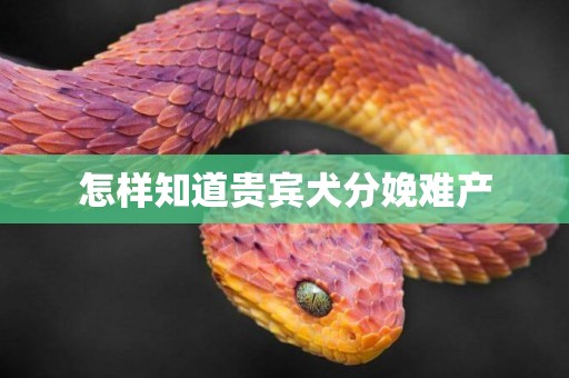 怎樣知道貴賓犬分娩難產