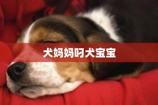 犬媽媽叼犬寶寶