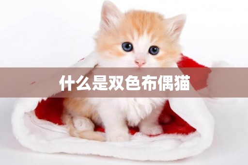 什么是雙色布偶貓