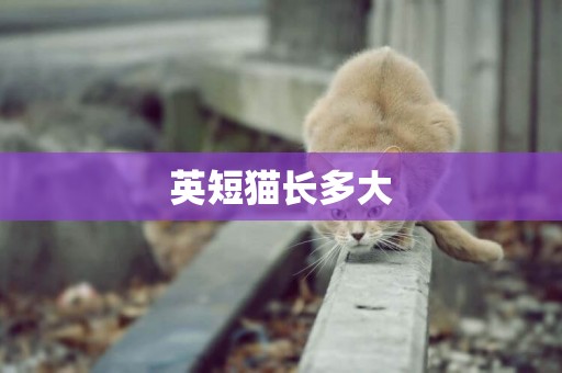 英短貓長多大