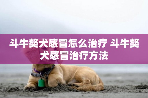斗牛獒犬感冒怎么治療 斗牛獒犬感冒治療方法