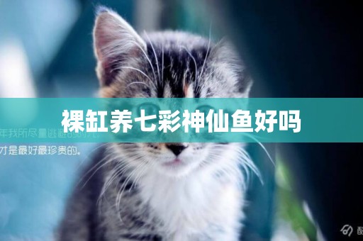 裸缸養七彩神仙魚好嗎