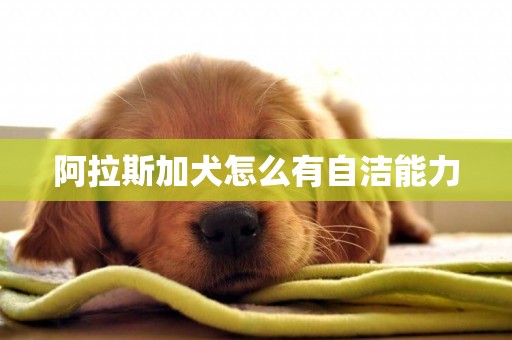 阿拉斯加犬怎么有自潔能力
