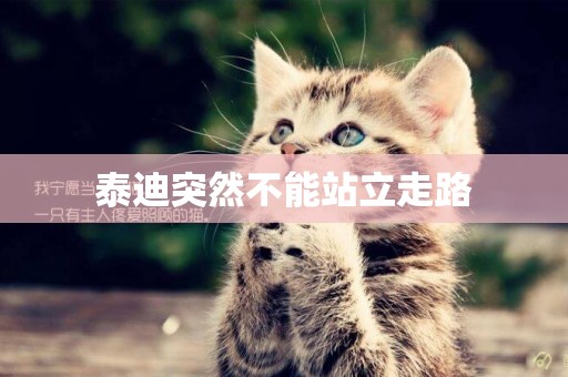 泰迪突然不能站立走路