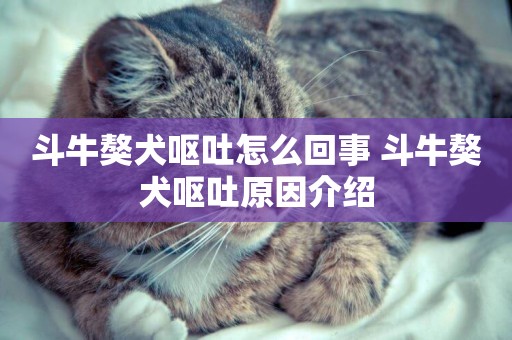 斗牛獒犬嘔吐怎么回事 斗牛獒犬嘔吐原因介紹