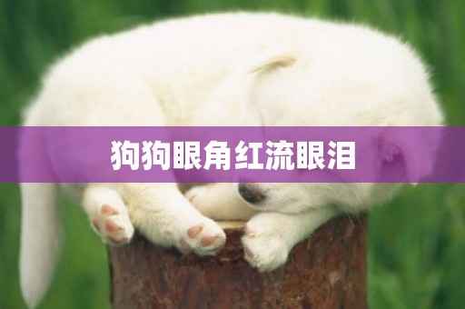 狗狗眼角紅流眼淚