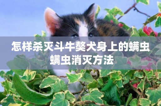 怎樣殺滅斗牛獒犬身上的螨蟲 螨蟲消滅方法