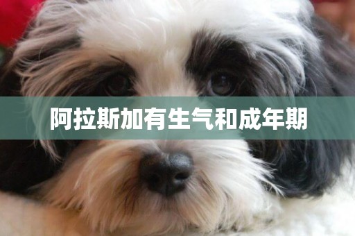 阿拉斯加有生氣和成年期