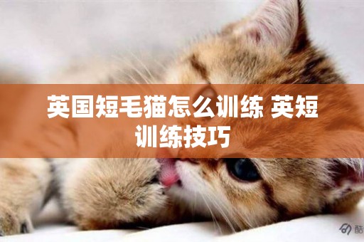 英國短毛貓怎么訓練 英短訓練技巧