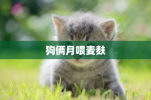 狗倆月喂麥麩