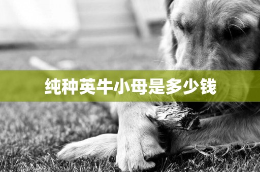 純種英牛小母是多少錢