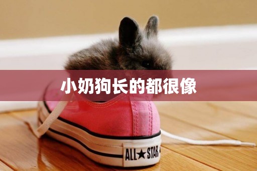 小奶狗長的都很像