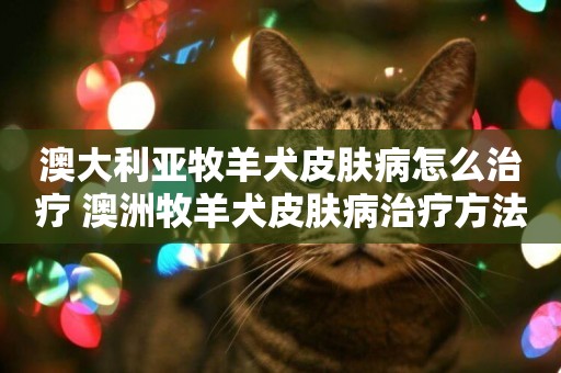 澳大利亞牧羊犬皮膚病怎么治療 澳洲牧羊犬皮膚病治療方法