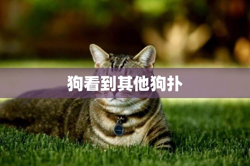 狗看到其他狗撲