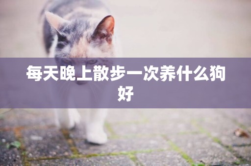 每天晚上散步一次養什么狗好