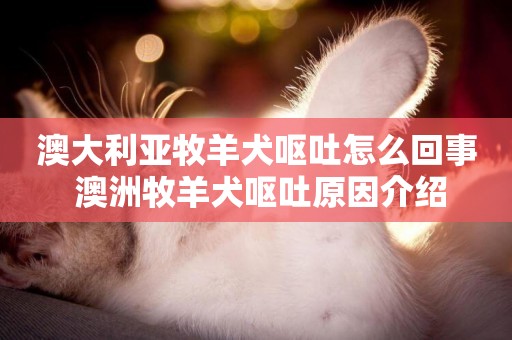 澳大利亞牧羊犬嘔吐怎么回事 澳洲牧羊犬嘔吐原因介紹