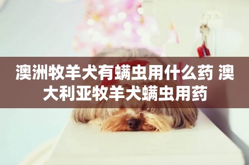 澳洲牧羊犬有螨蟲用什么藥 澳大利亞牧羊犬螨蟲用藥