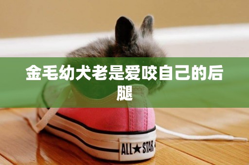 金毛幼犬老是愛咬自己的后腿