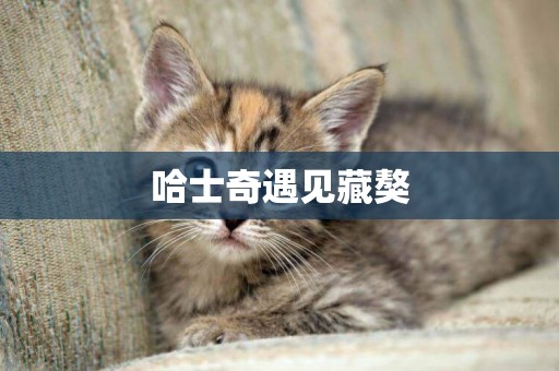 哈士奇遇見藏獒