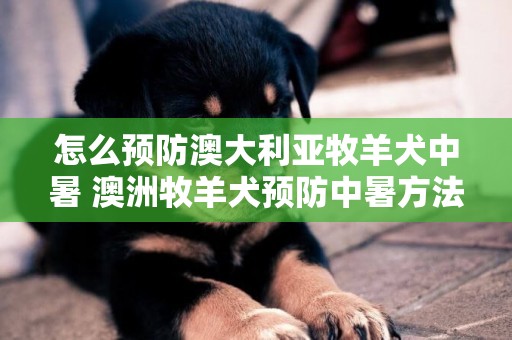 怎么預防澳大利亞牧羊犬中暑 澳洲牧羊犬預防中暑方法