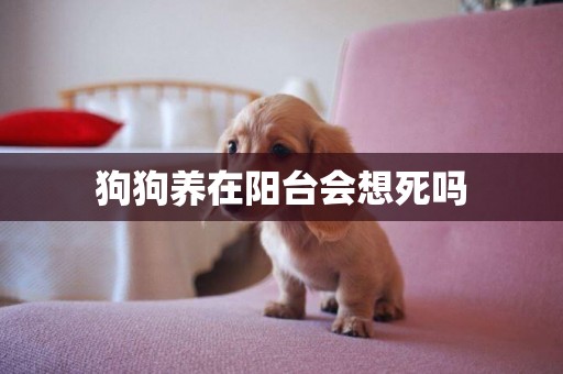 狗狗養在陽臺會想死嗎