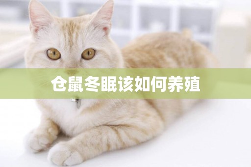 倉鼠冬眠該如何養殖