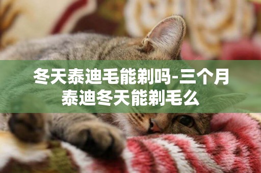 冬天泰迪毛能剃嗎-三個月泰迪冬天能剃毛么