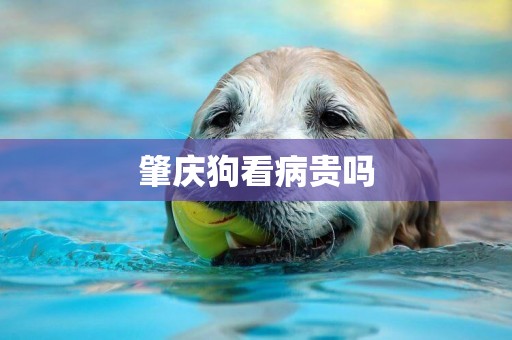 肇慶狗看病貴嗎