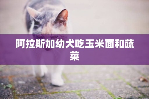 阿拉斯加幼犬吃玉米面和蔬菜