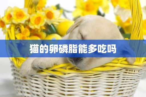貓的卵磷脂能多吃嗎