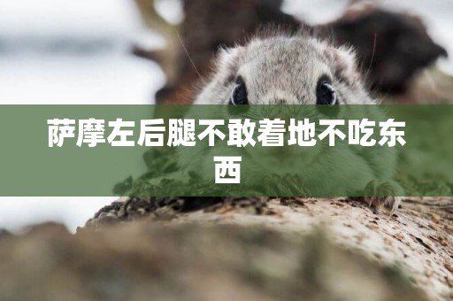 薩摩左后腿不敢著地不吃東西