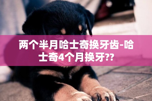 兩個半月哈士奇換牙齒-哈士奇4個月換牙??