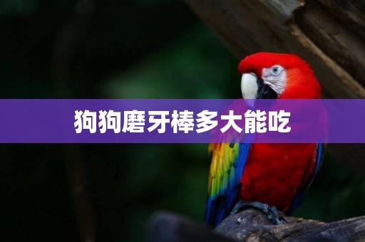 狗狗磨牙棒多大能吃
