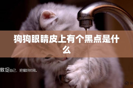 狗狗眼睛皮上有個黑點是什么