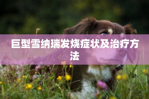 巨型雪納瑞發燒癥狀及治療方法