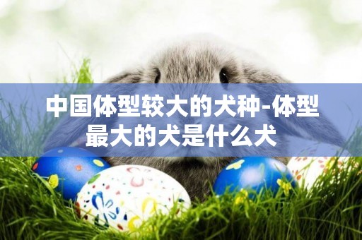 中國體型較大的犬種-體型最大的犬是什么犬