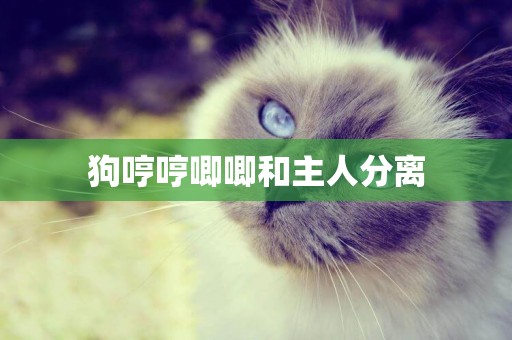 狗哼哼唧唧和主人分離
