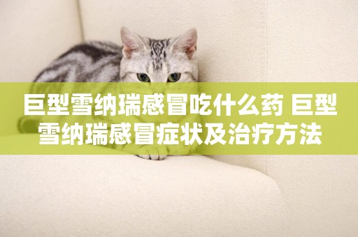 巨型雪納瑞感冒吃什么藥 巨型雪納瑞感冒癥狀及治療方法