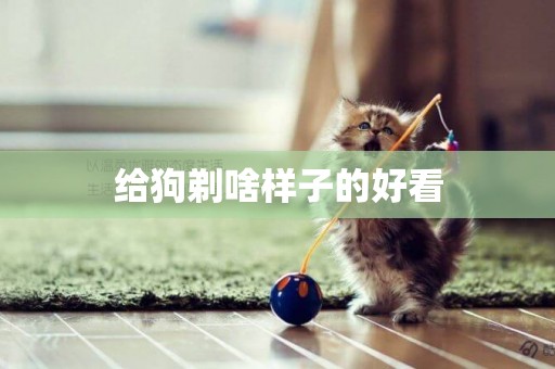給狗剃啥樣子的好看